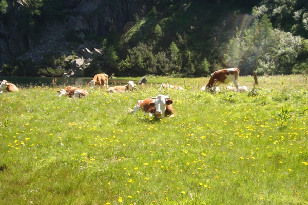 Kühe auf der Alm